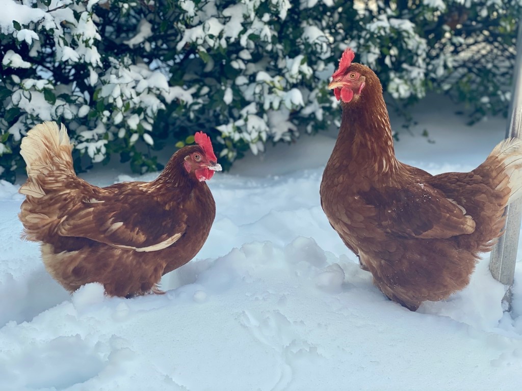 A group of chickens in the snow

Description automatically generated with medium confidence
